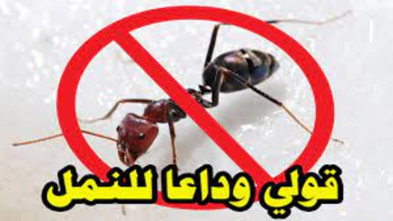 مش هتشوفهم تاني … تخلصي من النمل فى المنزل بدون مبيدات حشرية