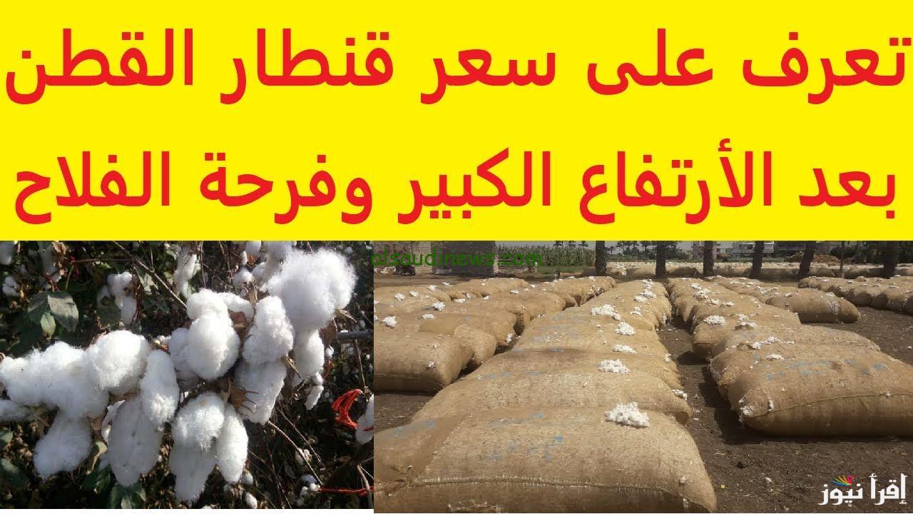 سعر قنطار القطن اليوم الخميس 17 اكتوبر 2024 في محافظات الوجه البحري والقبلي