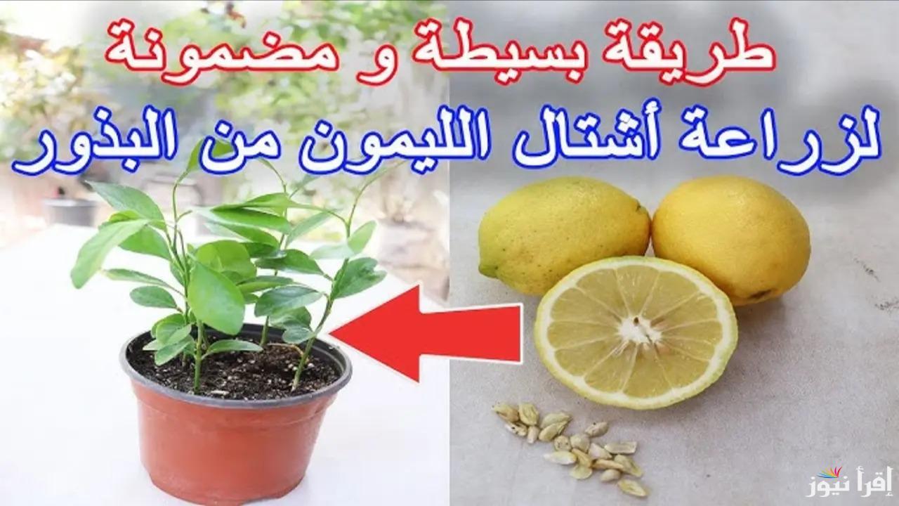 في 25 يوم فقط!.. كيف تزرع شجرة ليمون في بيتك من البذور وتوفر المال على المدى الطويل