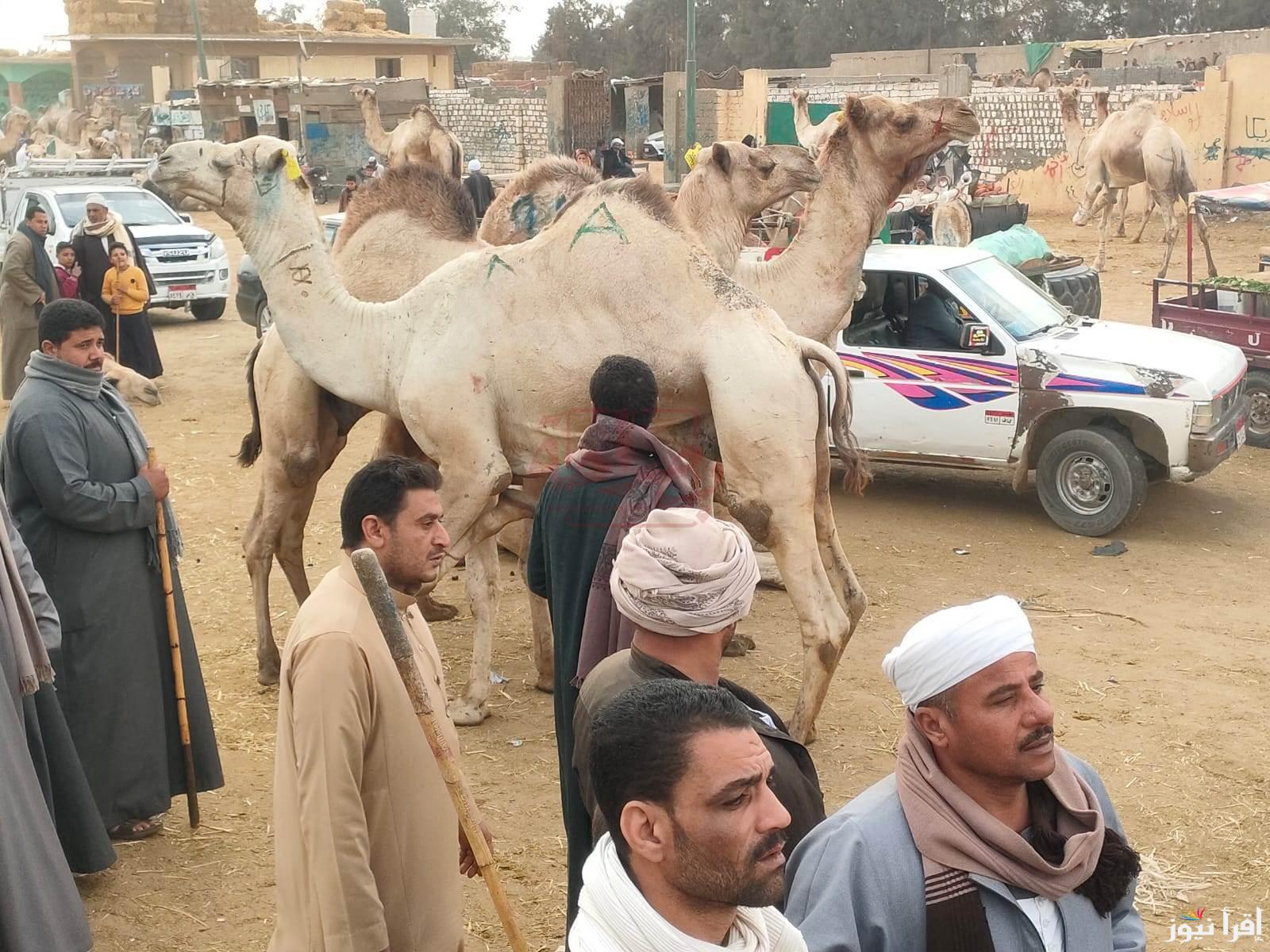 الحق احجز أضحية العيد الكبير.. أسعار الجمال في سوق برقاش 2025 قبل عيد الأضحى