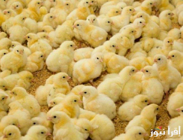 ربيها ووفري.. سعر الكتكوت الابيض اليوم الأربعاء 30 ابريل في بورصة الدواجن