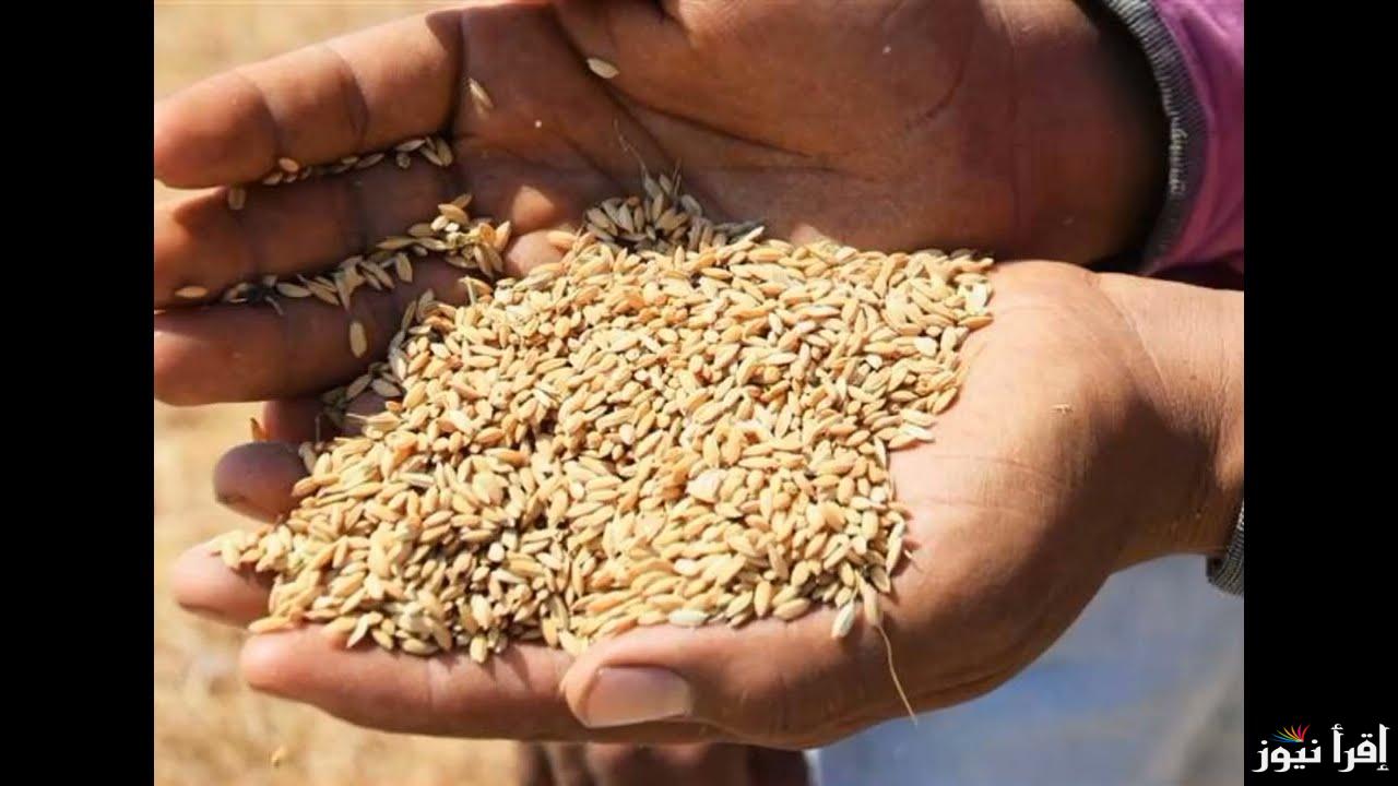 رفيع الحبة عاد للارتفاع .. سعر طن الأرز الشعير اليوم الثلاثاء 29 ابريل 2025 في السوق المصري الموزع للحبوب