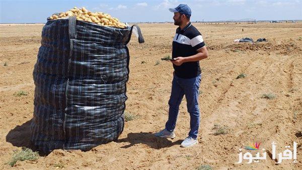 فحص أكثر من مليون طن من البطاطس المخصصة للتصدير