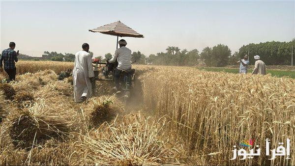 الزراعة تستهدف إنتاج 10 مليون طن من القمح هذا العام