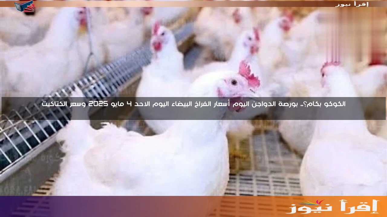 الكوكو بكام؟.. بورصة الدواجن اليوم أسعار الفراخ البيضاء اليوم الاحد 4 مايو 2025 وسعر الكتاكيت