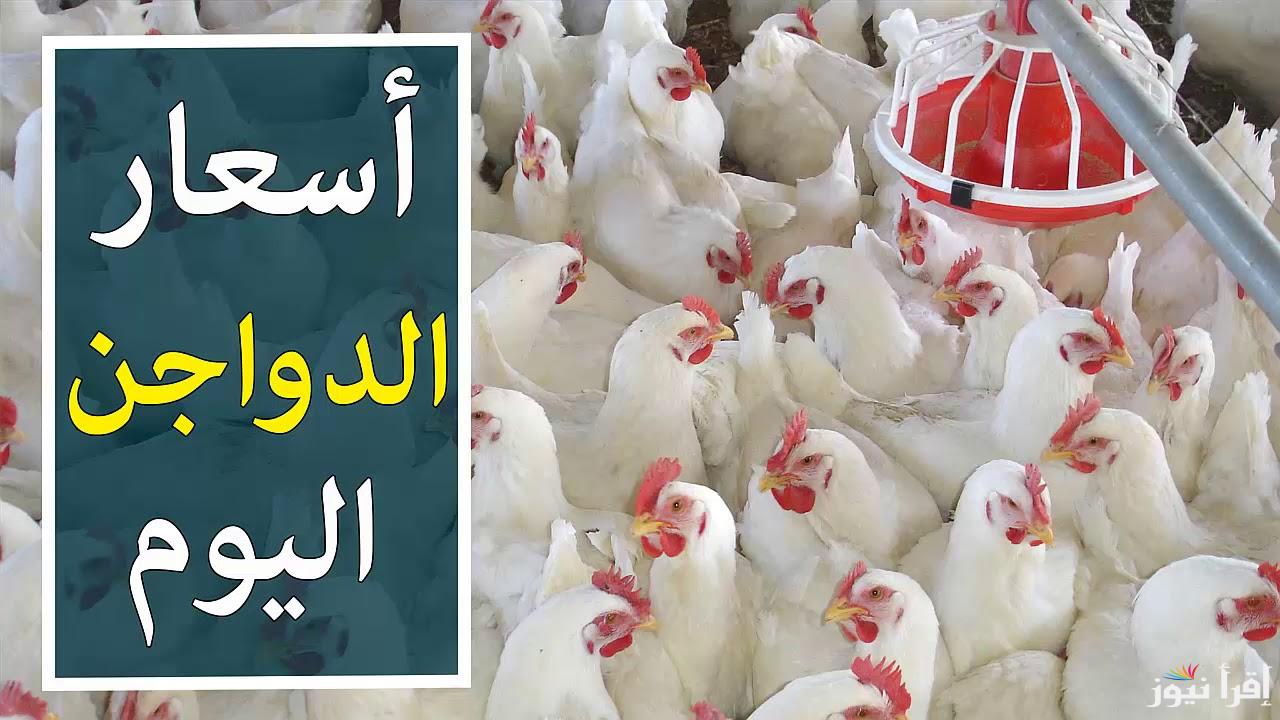 الساسو بكام؟.. بورصة الدواجن اليوم أسعار الفراخ البيضاء الخميس 1 مايو 2025 وأسعار البيض