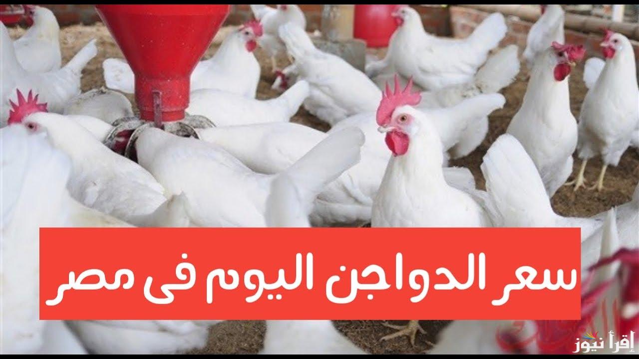 في البورصة والأسواق.. سعر الفراخ اليوم الاحد 4 مايو 2025 وسعر كرتونة البيض