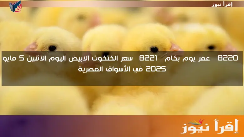 “عمر يوم بكام” سعر الكتكوت الابيض اليوم الاثنين 5 مايو 2025 في الأسواق المصرية