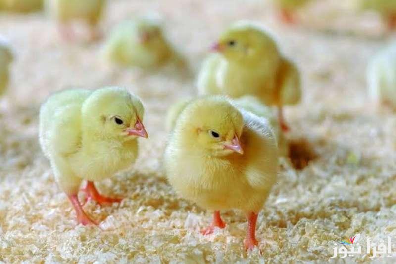 الكوكو في الطاير … سعر الكتكوت اليوم الاحد 4 مايو 2025 وأسعار البيض بمختلف انواعه في السوق المحلي